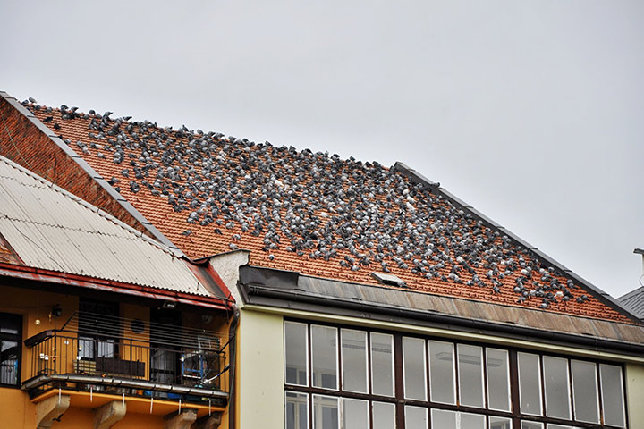 A2B Pest Control are able to install spikes to deter birds from roofs in Baldock. 