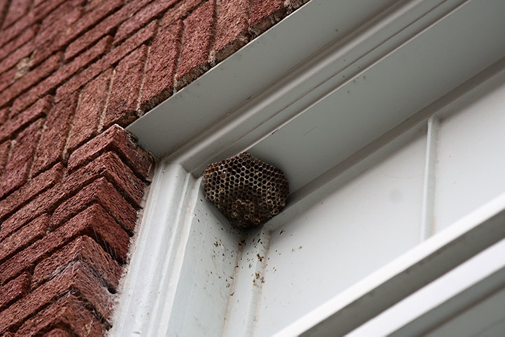 We provide a wasp nest removal service for domestic and commercial properties in Baldock.